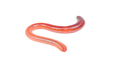 Earth Worms – TimberlineFresh