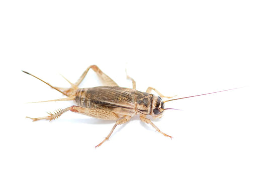 Show Bugs - Vita-Bugs Crickets (Saturday)