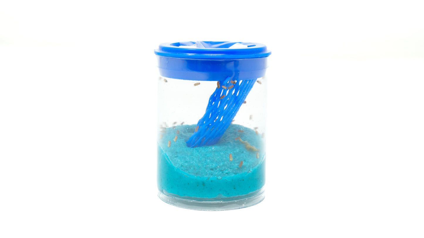 Betta Bug Vial