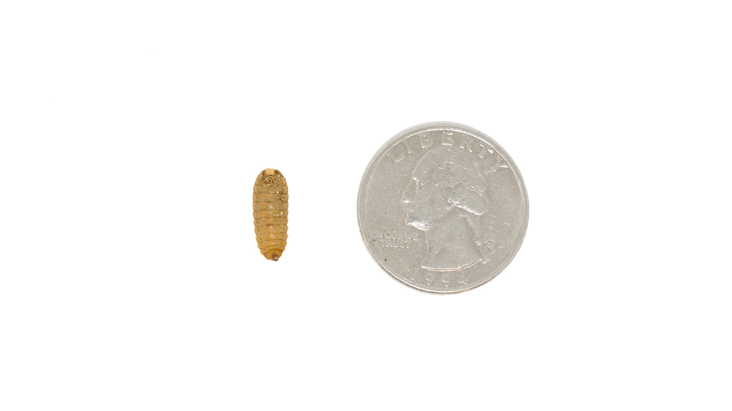 Calciworms-Cup