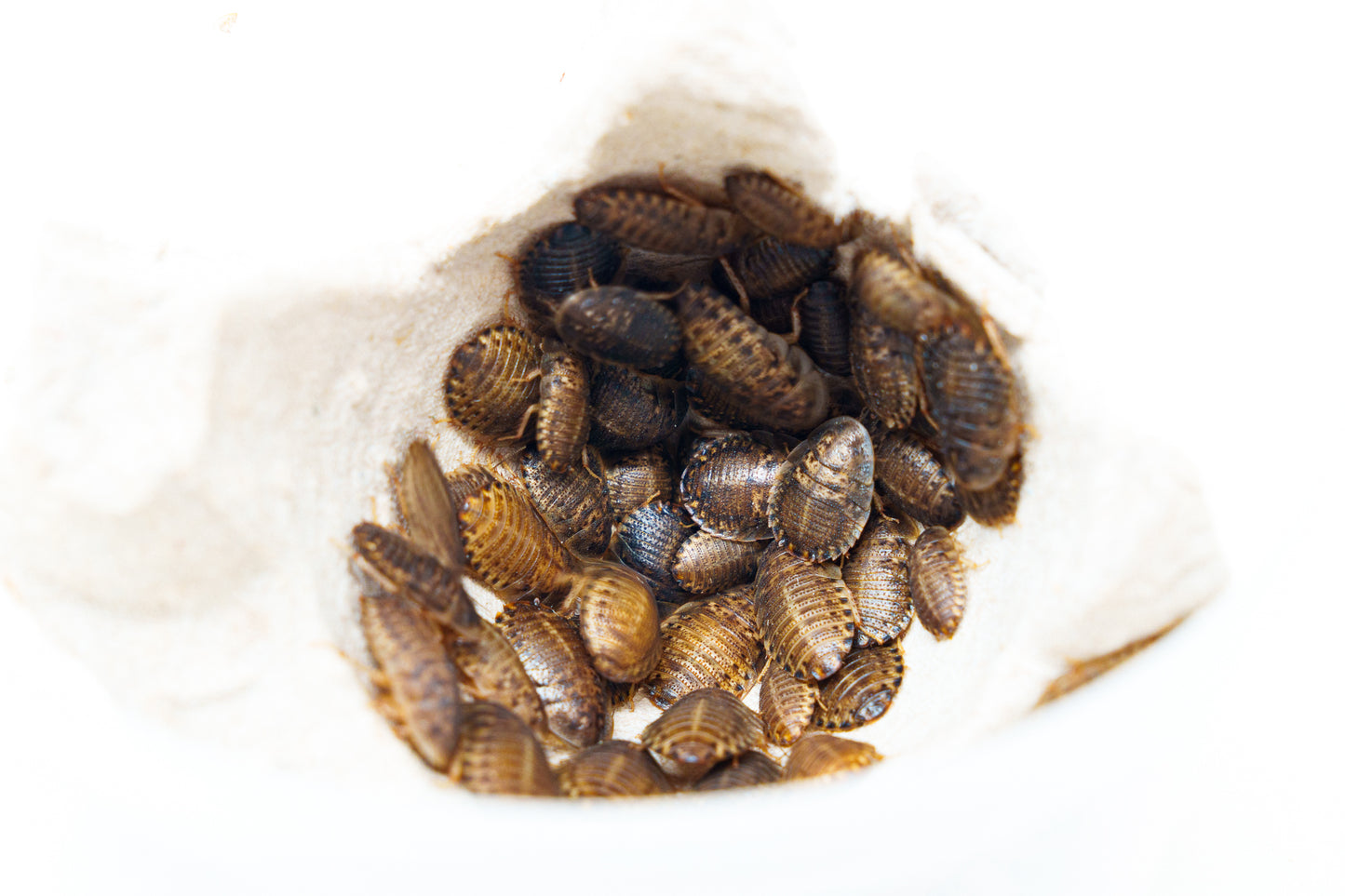 Show Bugs - Dubia Roaches (Saturday)