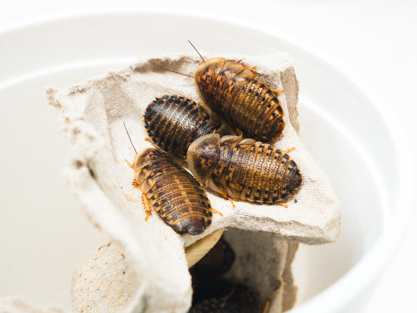 Show Bugs - Dubia Roaches (Saturday)