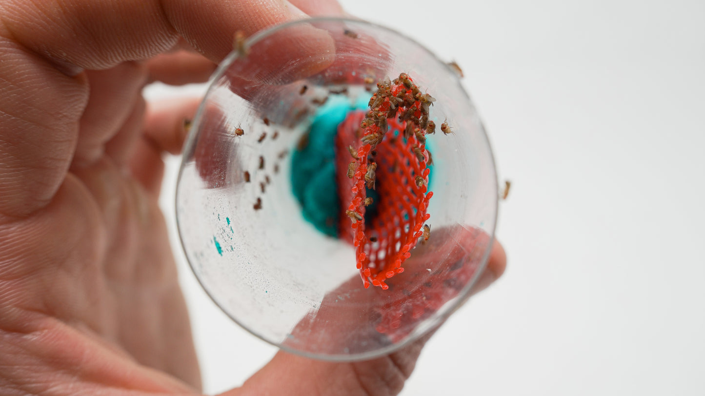 Fruit Fly Vial