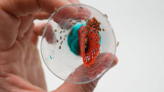 Fruit Fly Vial-Melanogaster