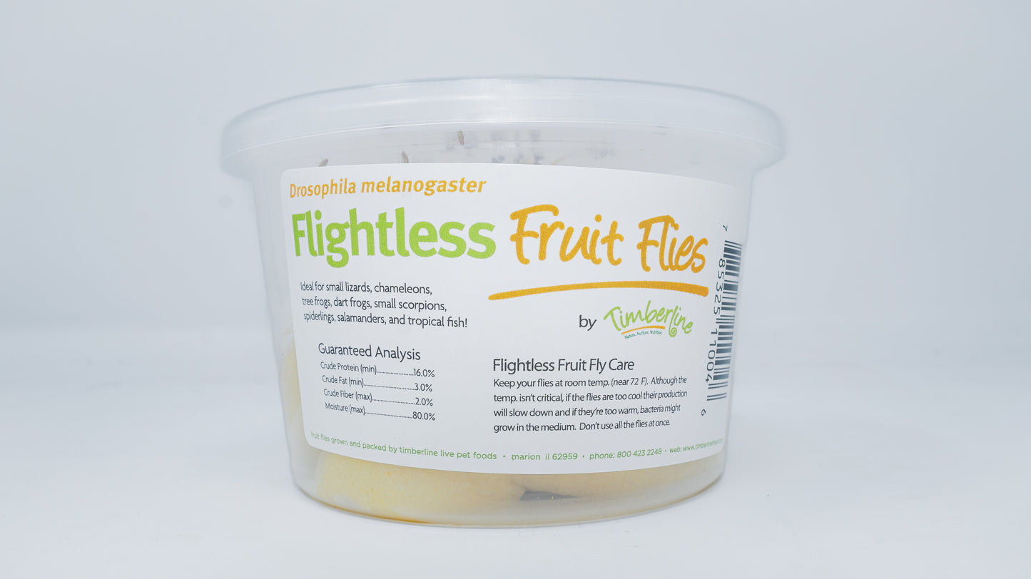 Fruit Fly Jar