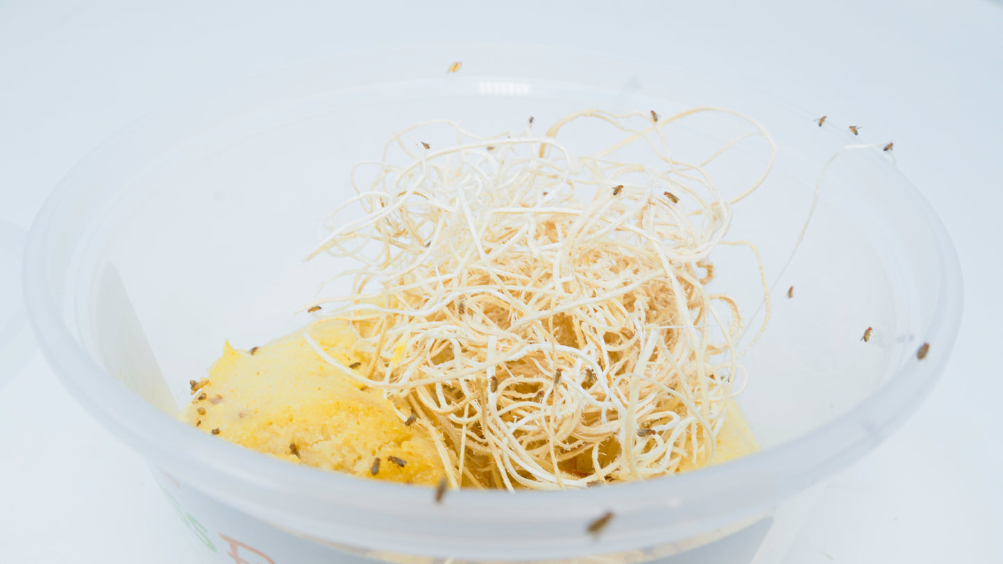 Show Bugs - Vita-Bugs Fruit Flies (Sunday)