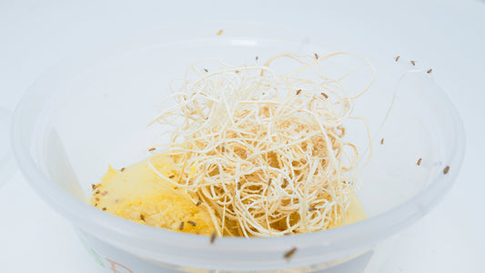 Show Bugs - Vita-Bugs Fruit Flies (Sunday)