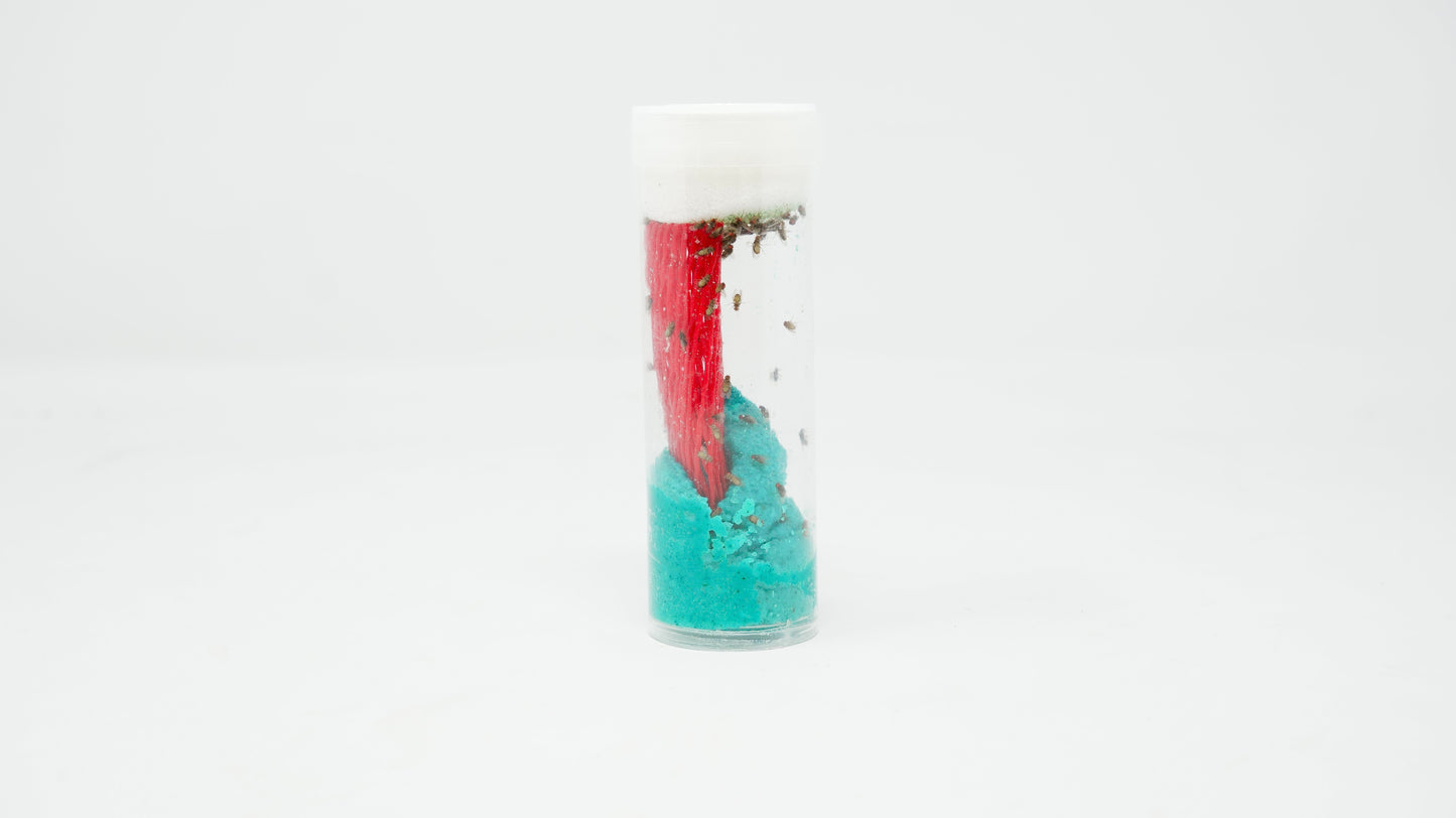 Fruit Fly Vial-Melanogaster