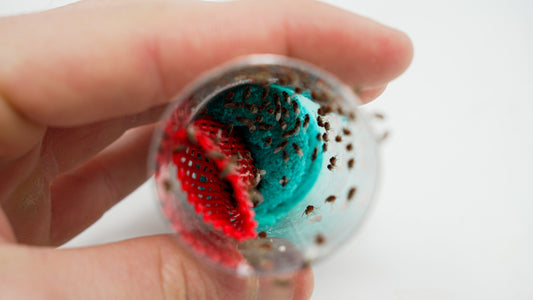 Fruit Fly Vial