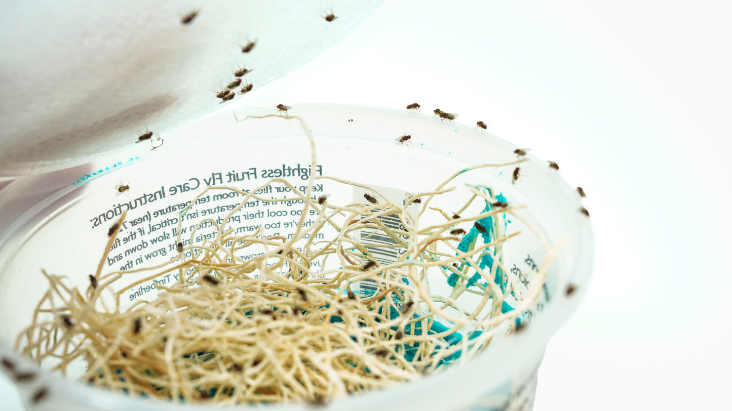 Fruit Fly Jar