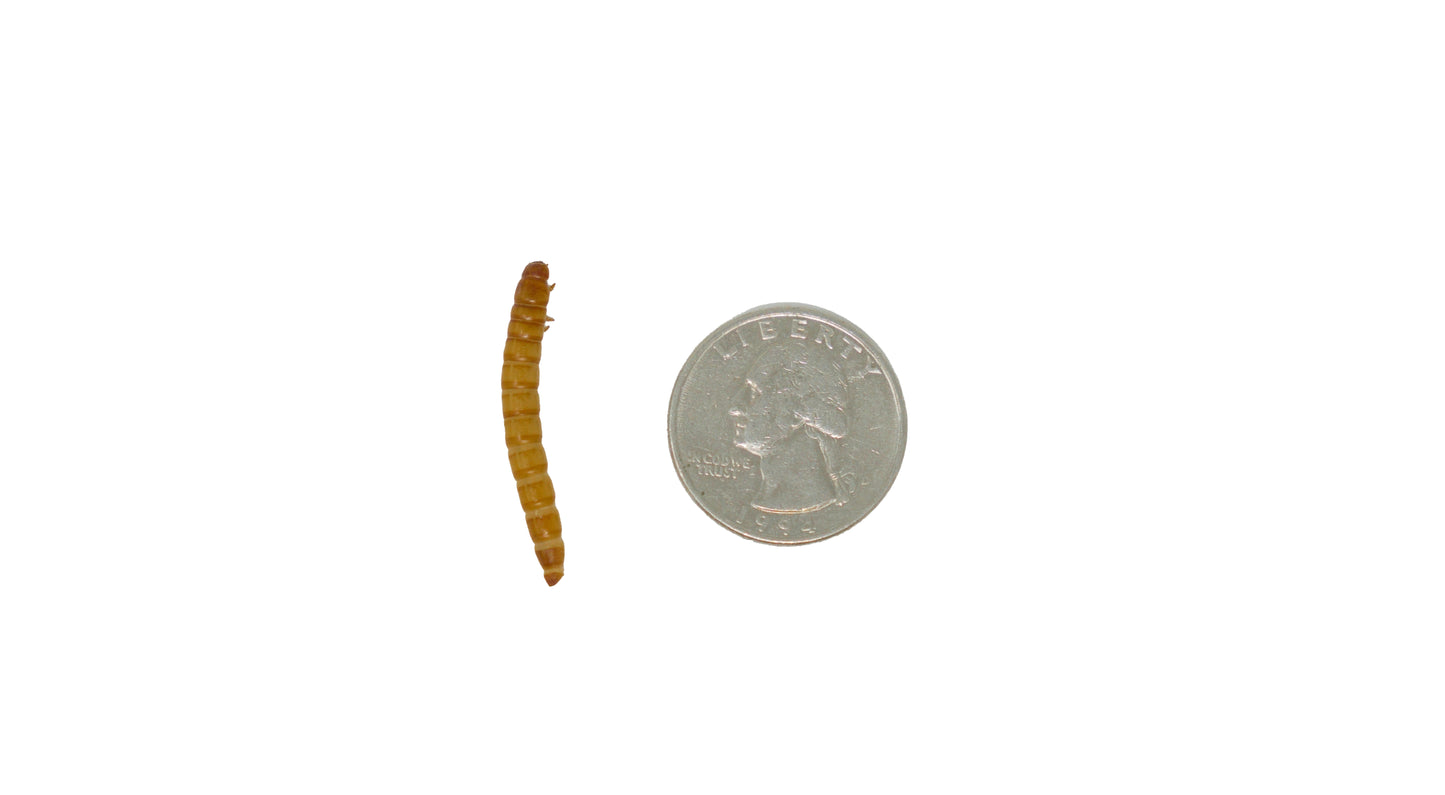 Giant Mealworms-Cup