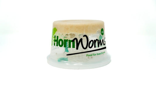 Hornworms