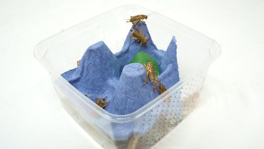 Reptile Lunch Box 24ct. Case