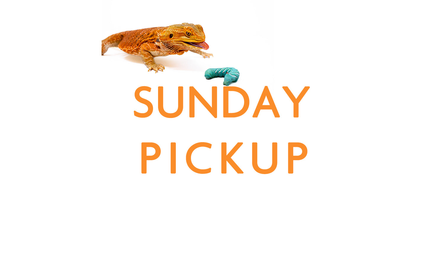 Show Bugs (Sunday)