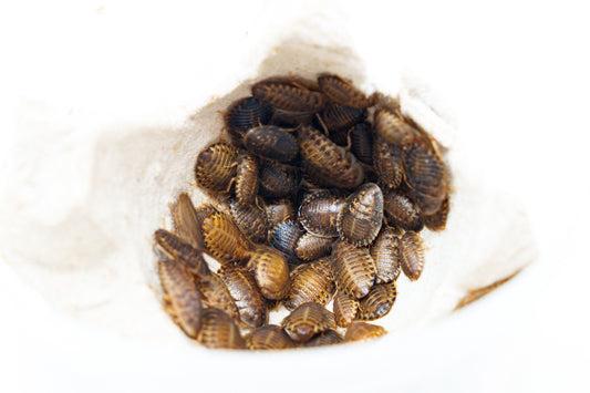 Show Bugs - Dubia Roaches 1/2" (Saturday)