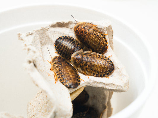 Show Bugs - Dubia Roaches 1" (Saturday)