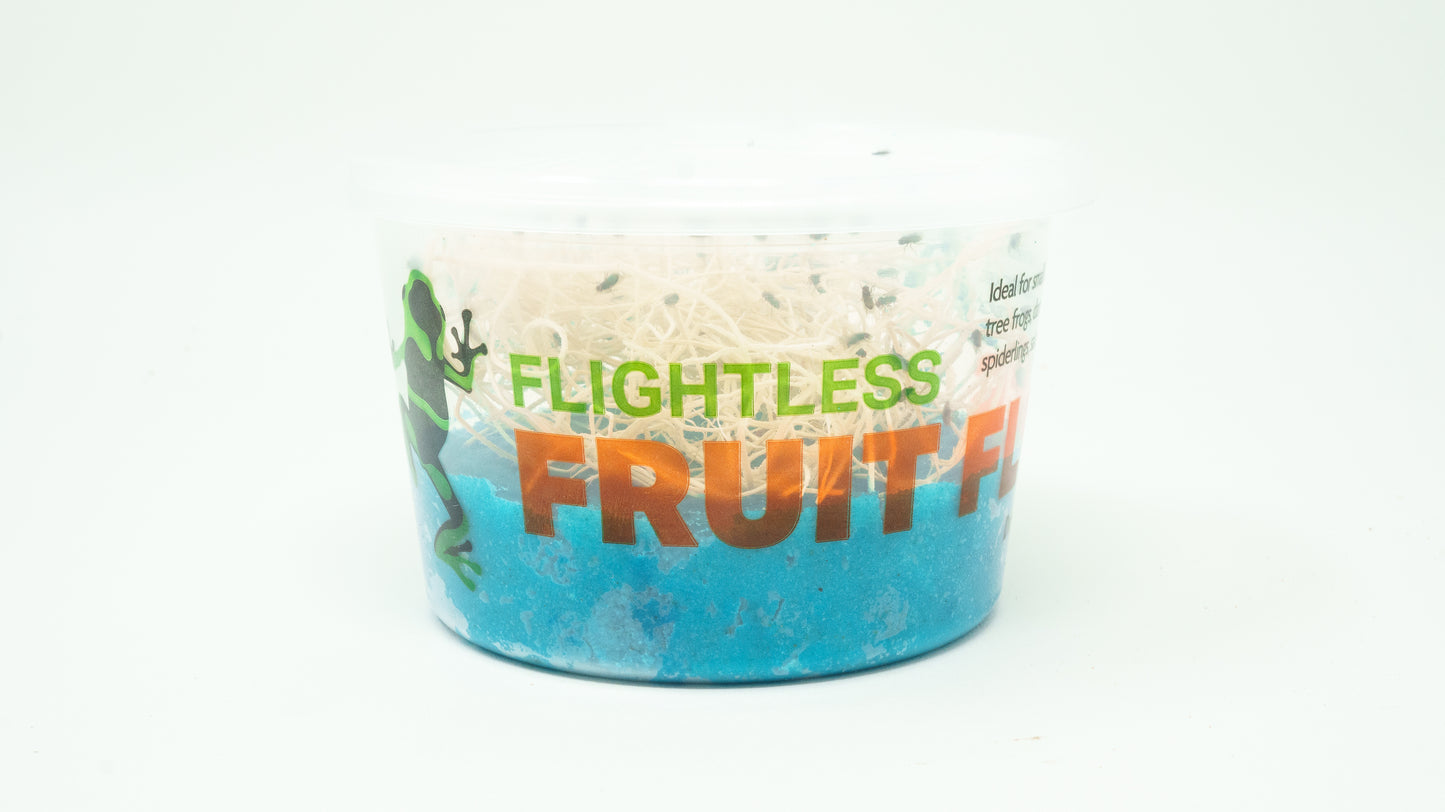 Fruit Fly Jar