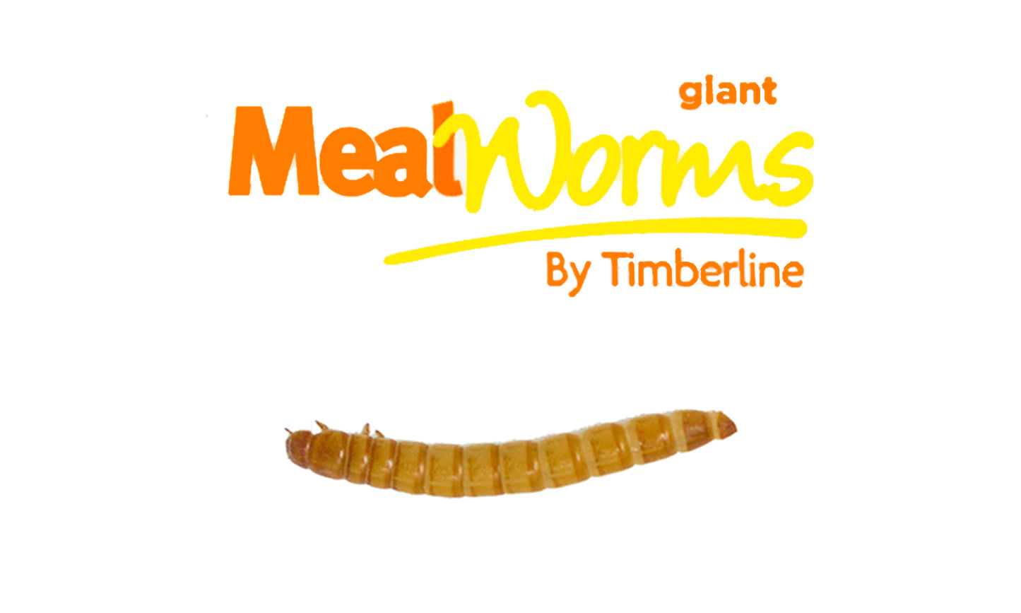 Giant Mealworms-Bulk