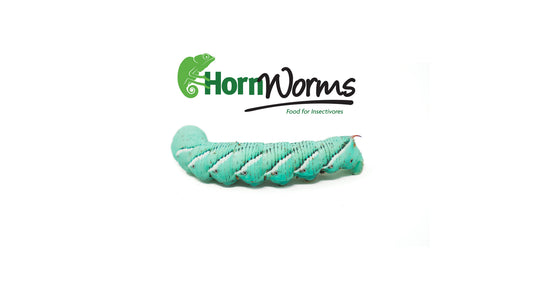 Show Bugs-Hornworms 24ct (Saturday)