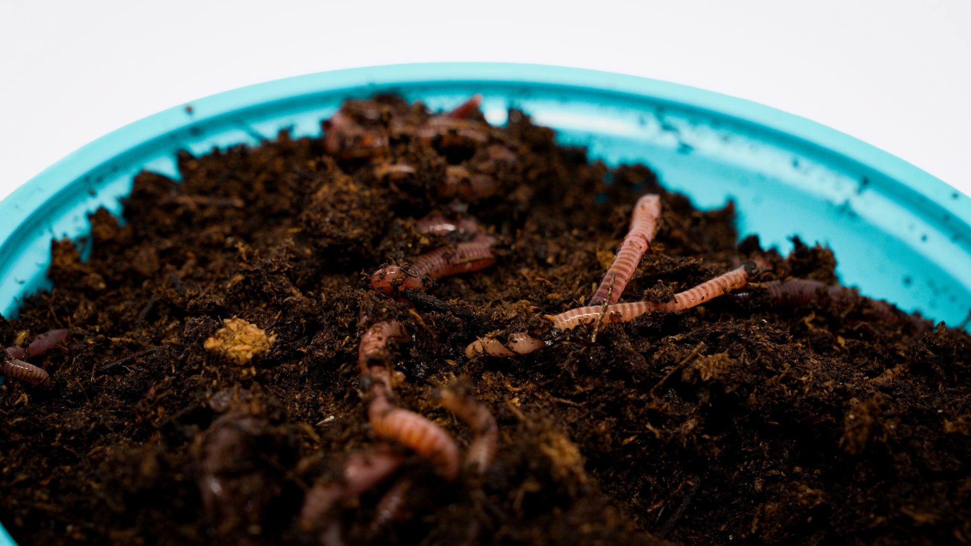 Red Wigglers For Sale