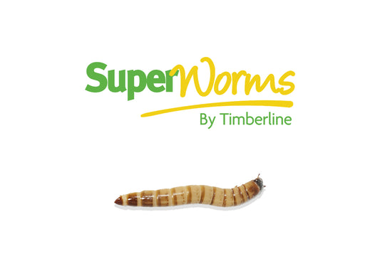 Superworms-Bulk