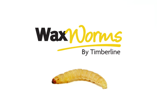 Show Bugs - Vita-Bugs Waxworms (Saturday)